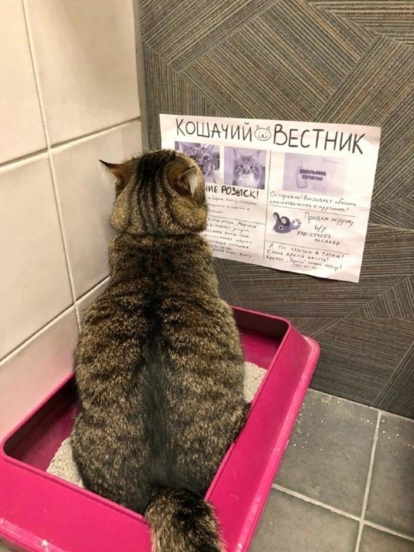 Кошачий вестник.jpg