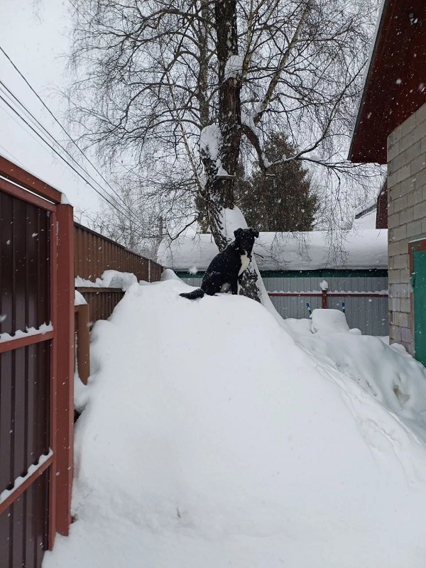 Обычная дворняжка.jpg