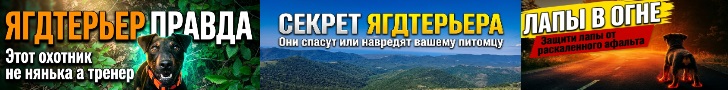 Немецкий ягдтерьер Риддик (Шеф) фон Тир